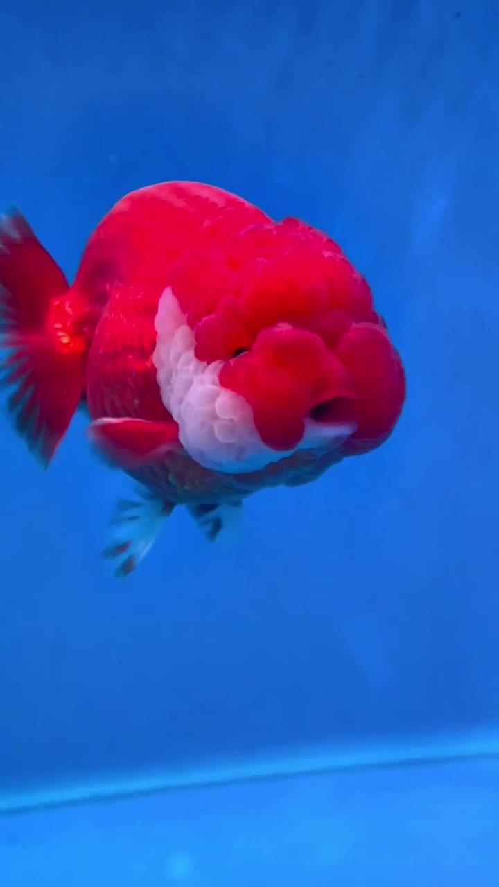 可爱又呆萌的金鱼游来游去