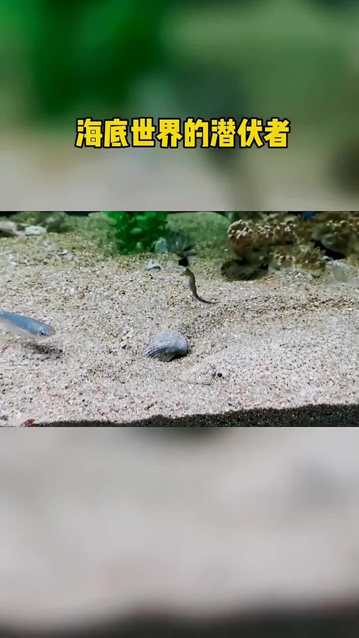 沙里趴子鱼的隐秘生存技能揭晓海底奥秘