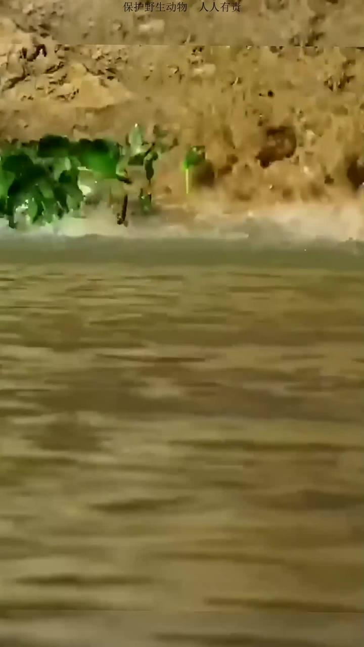 美洲豹与鳄鱼对峙展现惊人捕猎本领