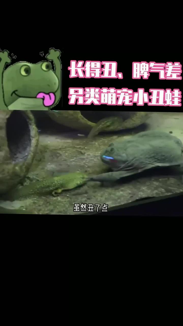 长得丑,脾气差,另类萌宠小丑蛙