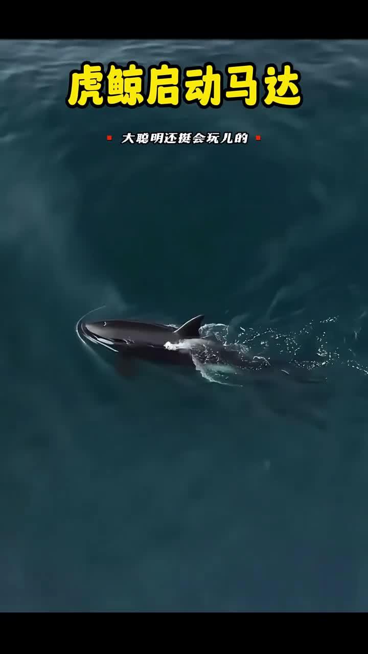 虎鲸浮出水面呼吸,发出类似马达的声音