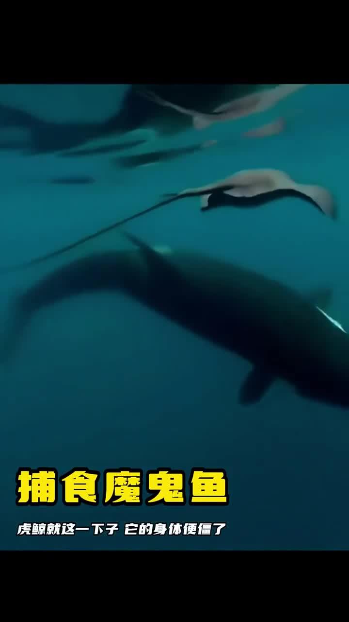 虎鲸猎杀魔鬼鱼,尾巴一击令其僵硬!