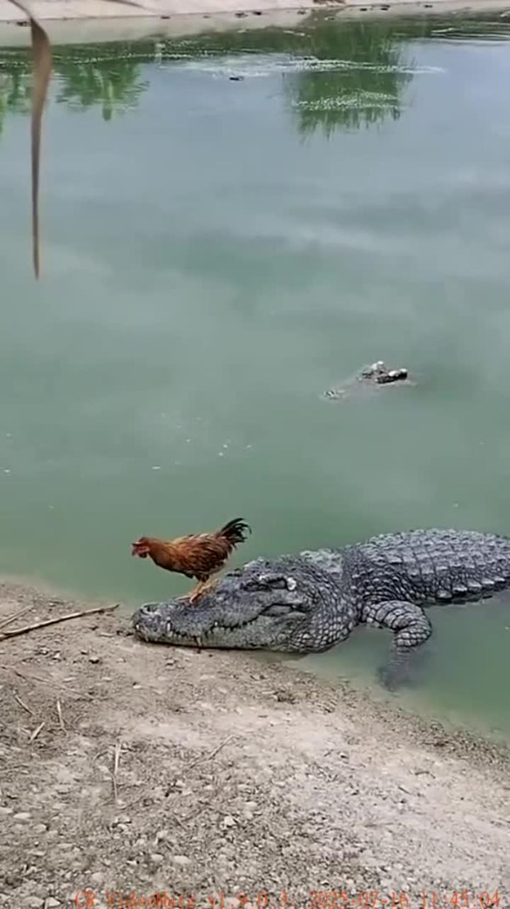 公鸡与鳄鱼的搞笑对抗
