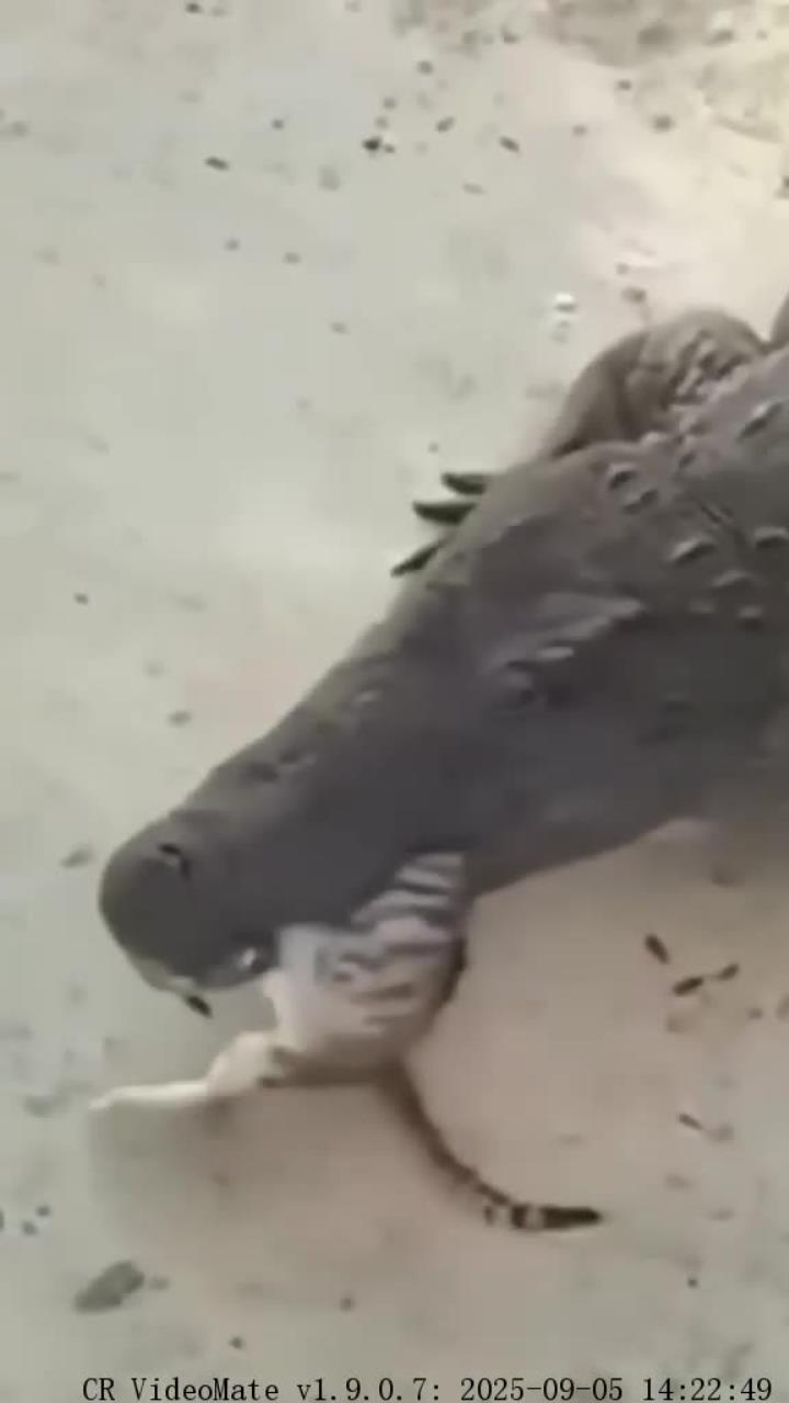 猫咪勇敢挑战鳄鱼抢夺猎物的后续故事