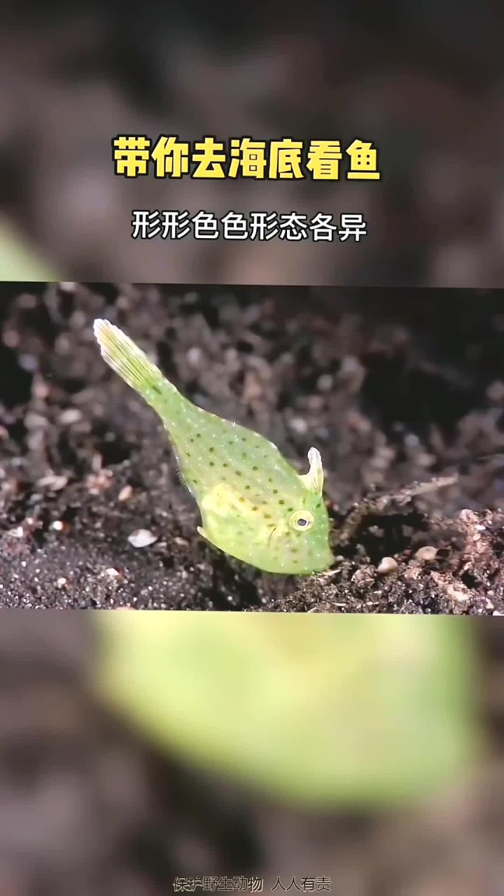 探索海底世界各式各样五彩斑斓的小鱼！