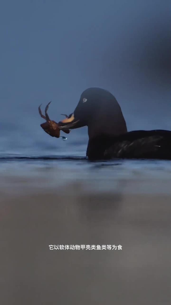 神秘而珍稀的绒海番鸭_1