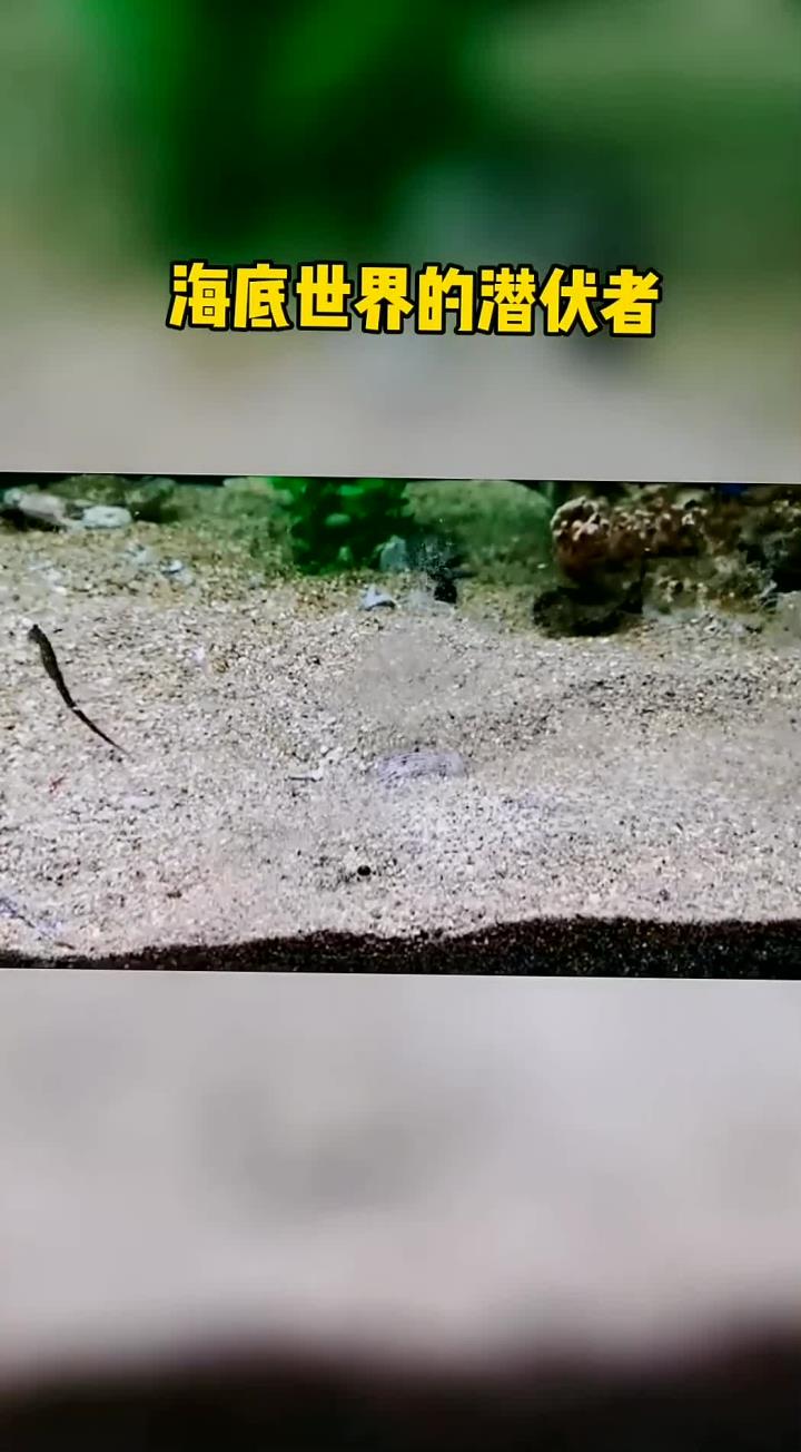 海底世界的潜伏者,沙里趴子鱼的隐藏技能真是无与伦比