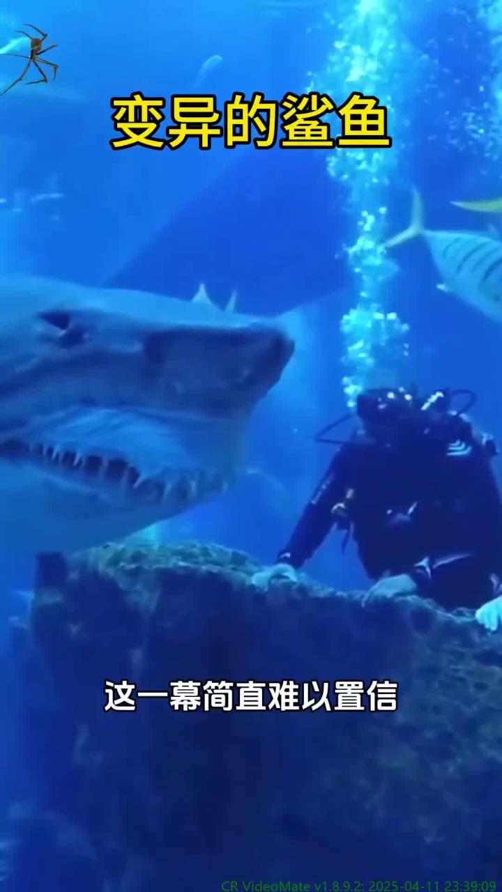 变异鲨鱼猛攻潜水员,惊险瞬间实录!
