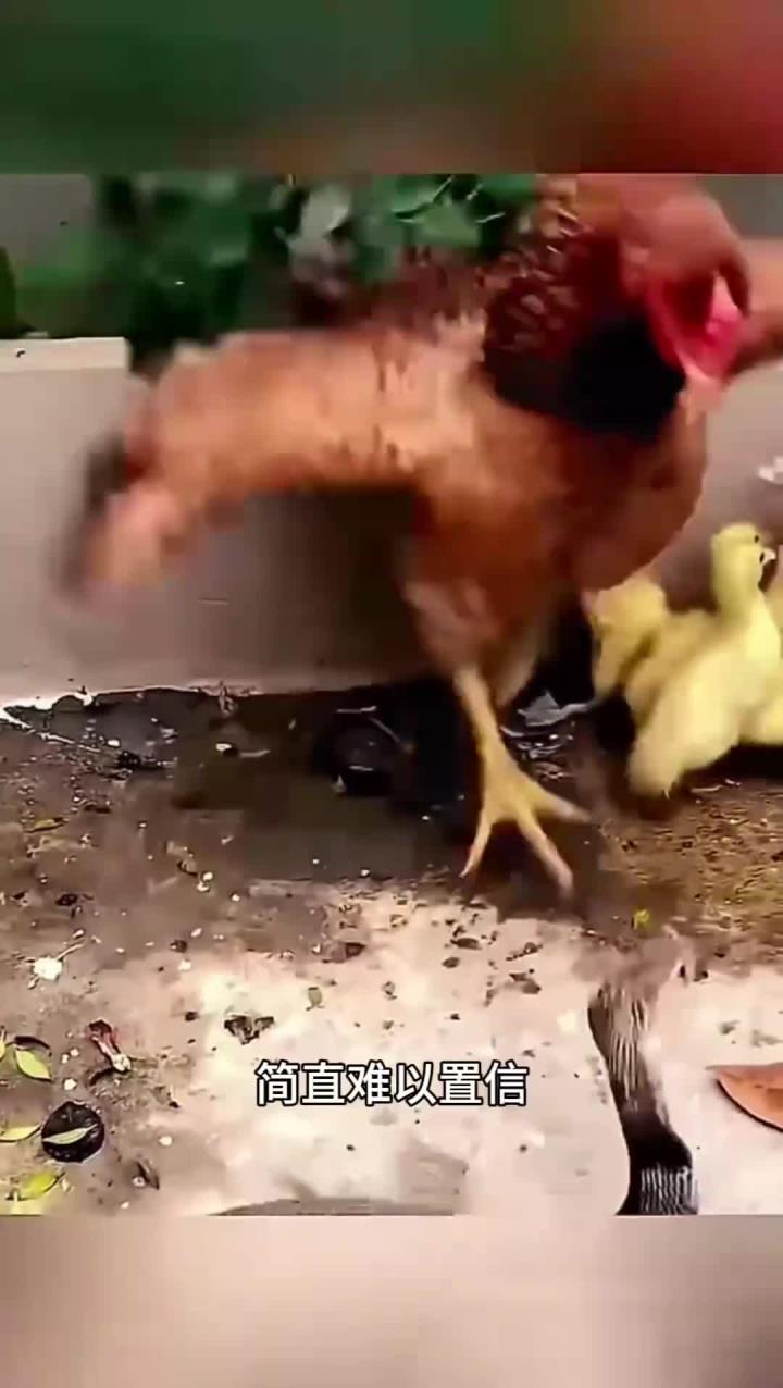 鸡妈妈勇敢出击,捍卫小鸡免遭毒辣条袭击