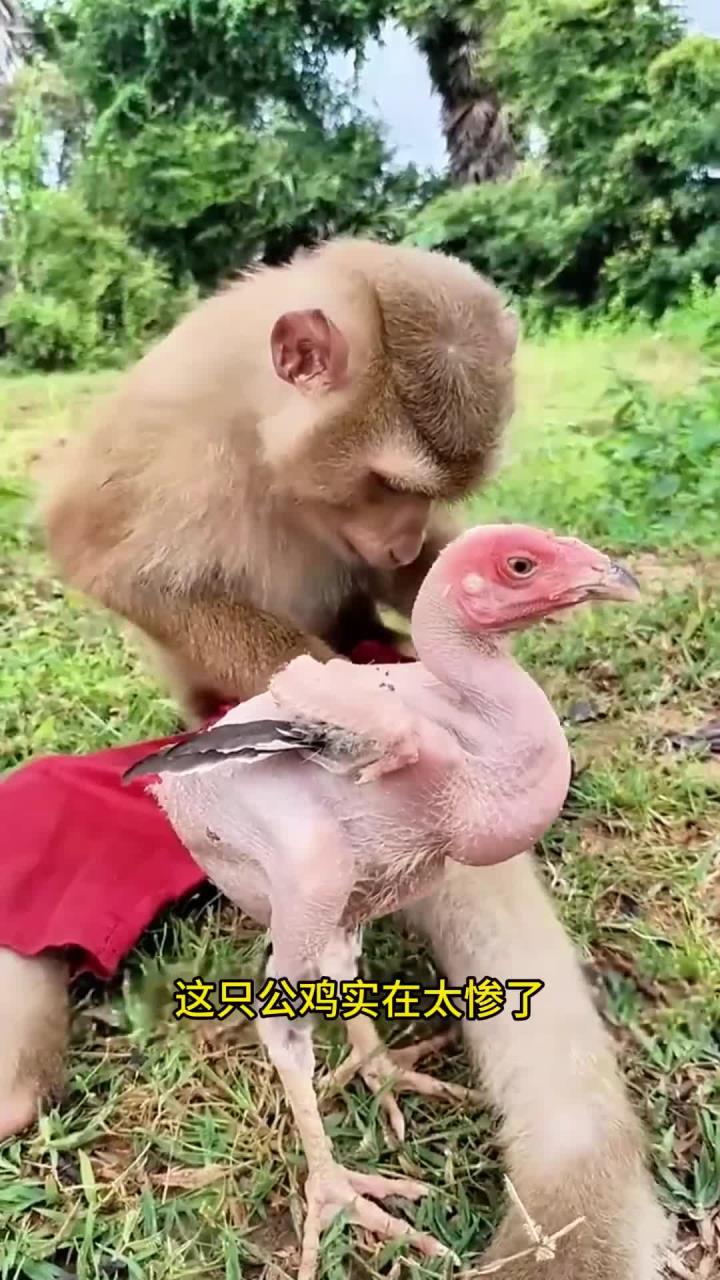 公鸡毛发被猴哥拔光,惨状令人心疼.mp4