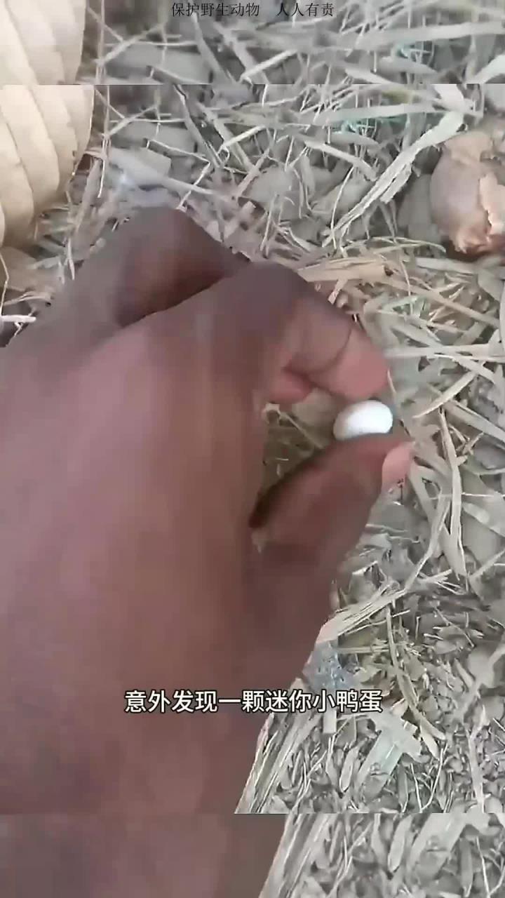 男子捡到小鸭蛋意外孵化出可爱迷你小鸭子！