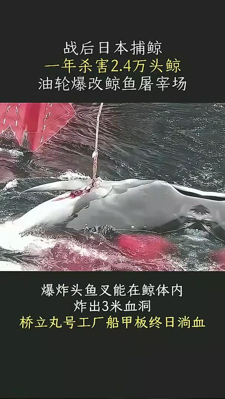 战后日本捕鲸真相曝光:每年竟杀4万头鲸,背后原因引人深思