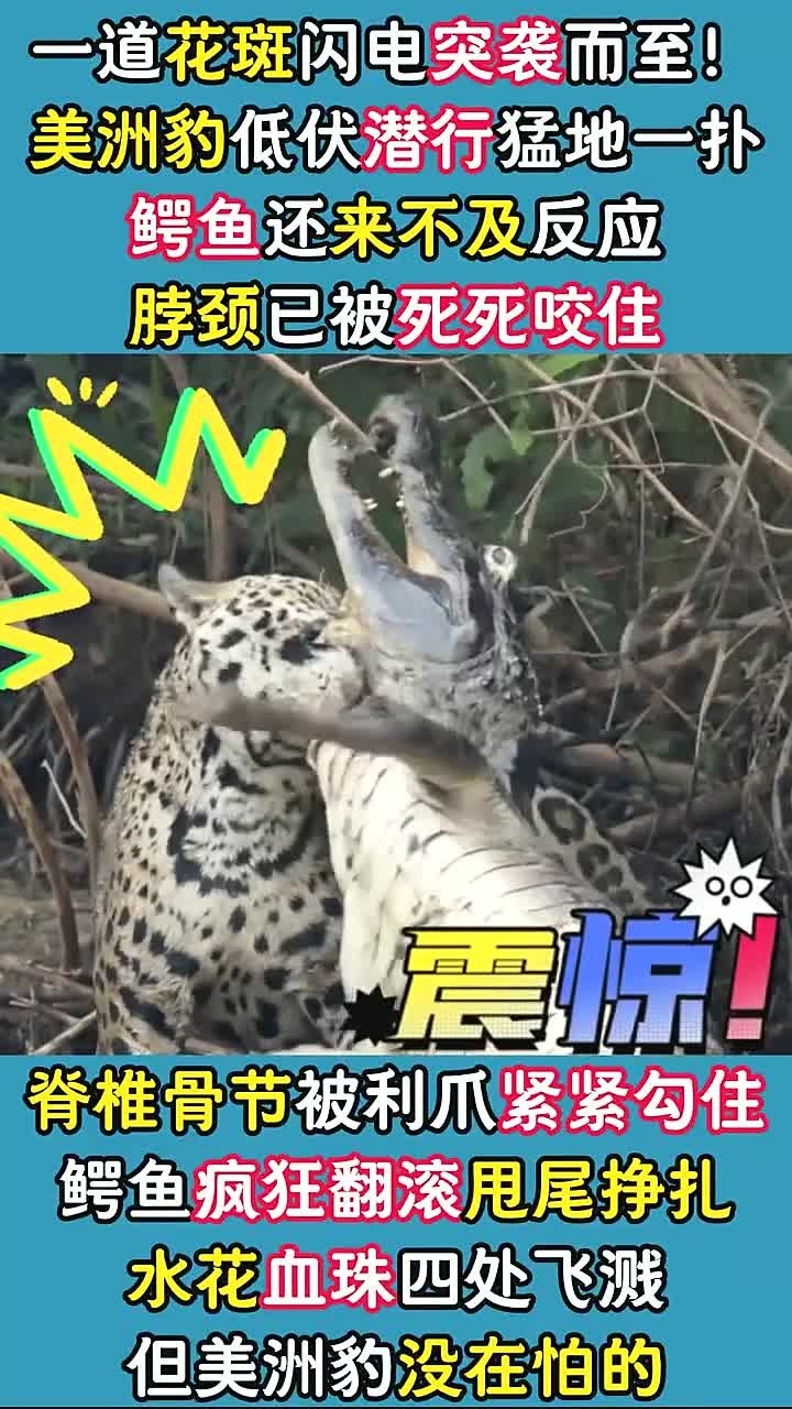 美洲豹死咬泥潭铁鳄,鳄鱼疯狂甩尾激烈反击,生死悬念仍未揭晓