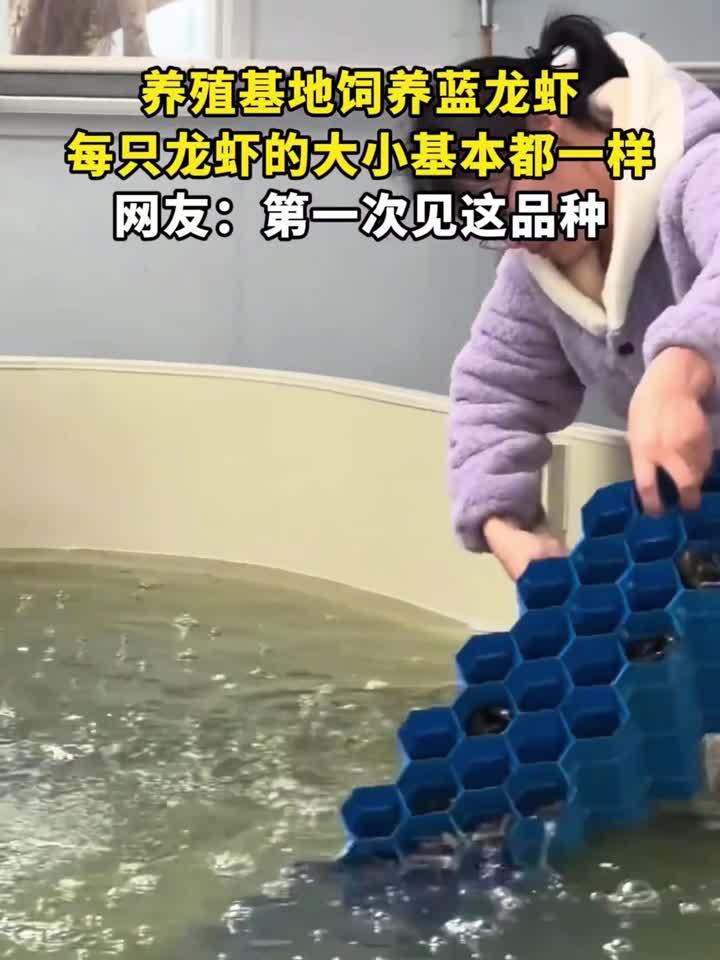 养殖基地饲养蓝龙虾,每只龙虾的大小基本都一样,网友:第一次见