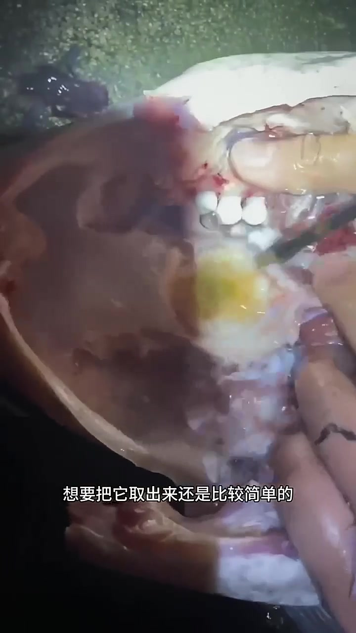 如何正确取青鱼石,这个视频告诉大家!