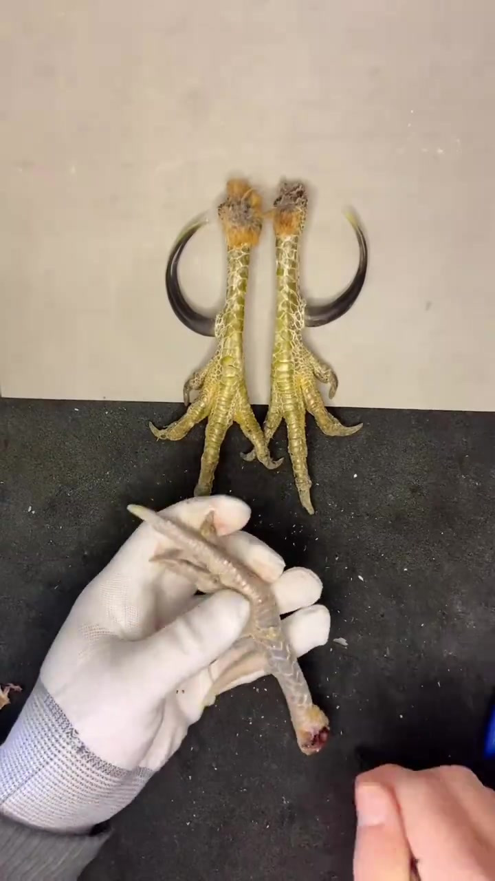 你们没有见过的千指鸡爪,给他做成手把件