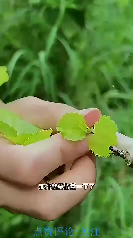 桑芽也叫桑芽菜,村里的老辈人喜欢把它晒干,你的家乡也有吗?