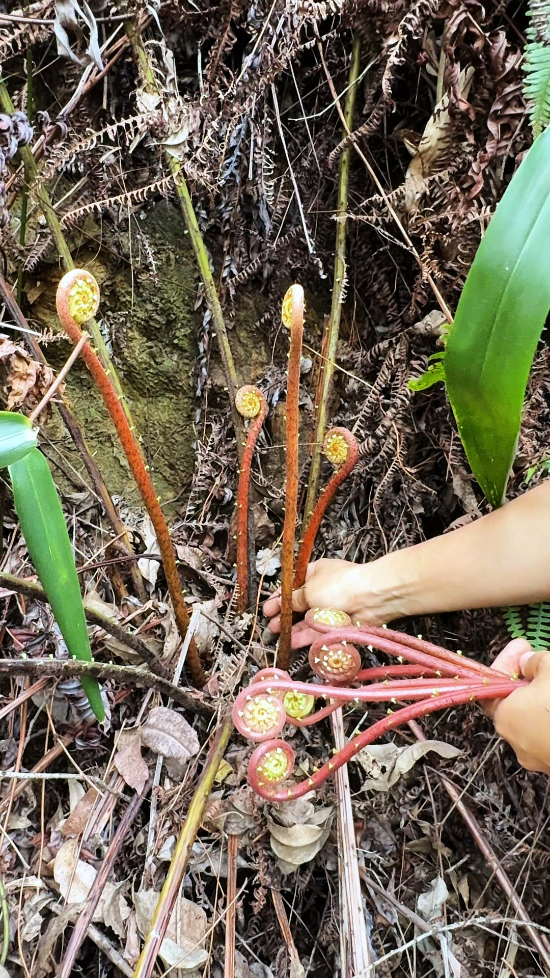 这种新芽,我们当地人都称它为蕨菜,也叫红蕨菜