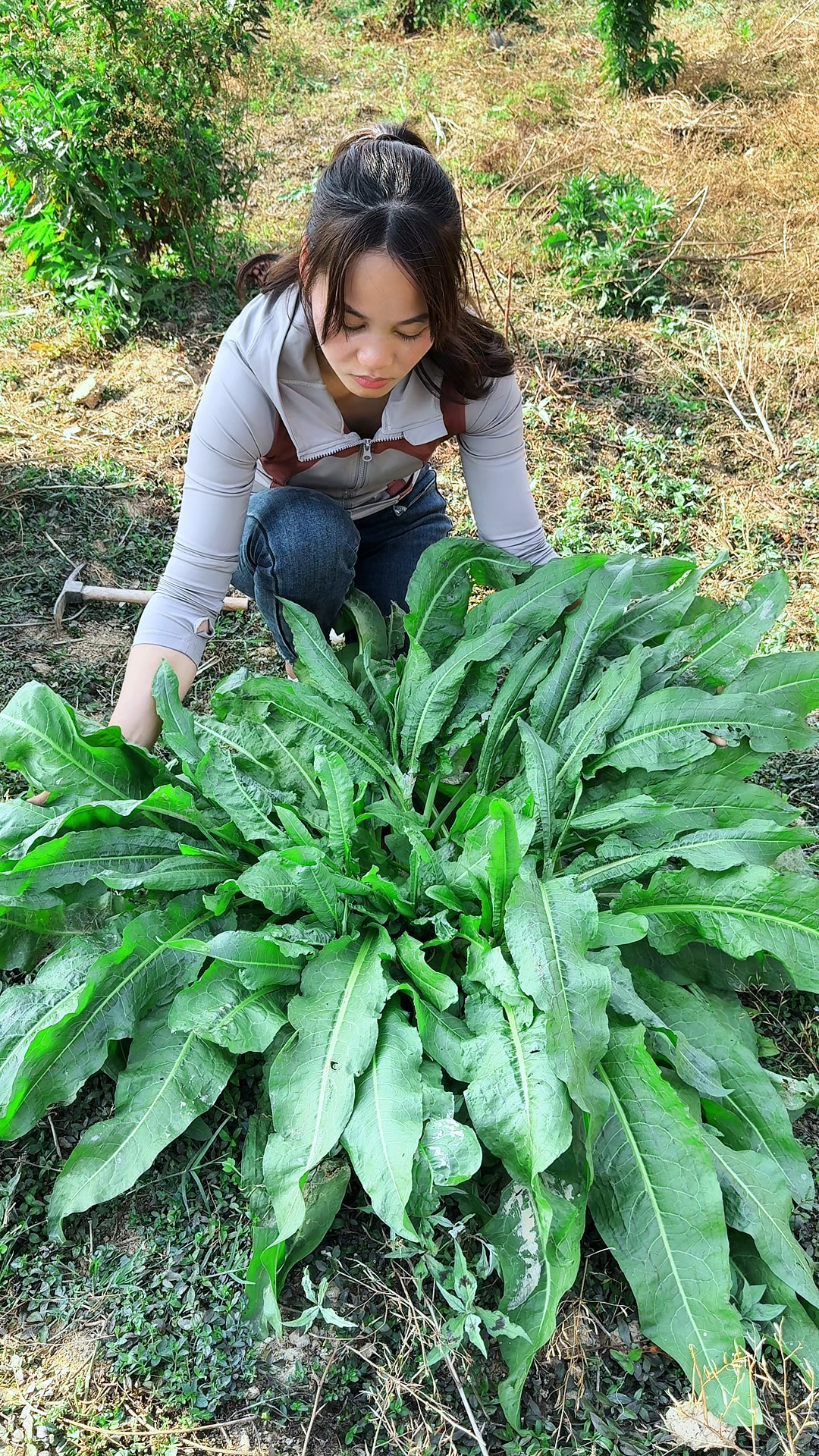 这株牛羊都不吃的野菜，它叫野菠菜，又称红筋大黄