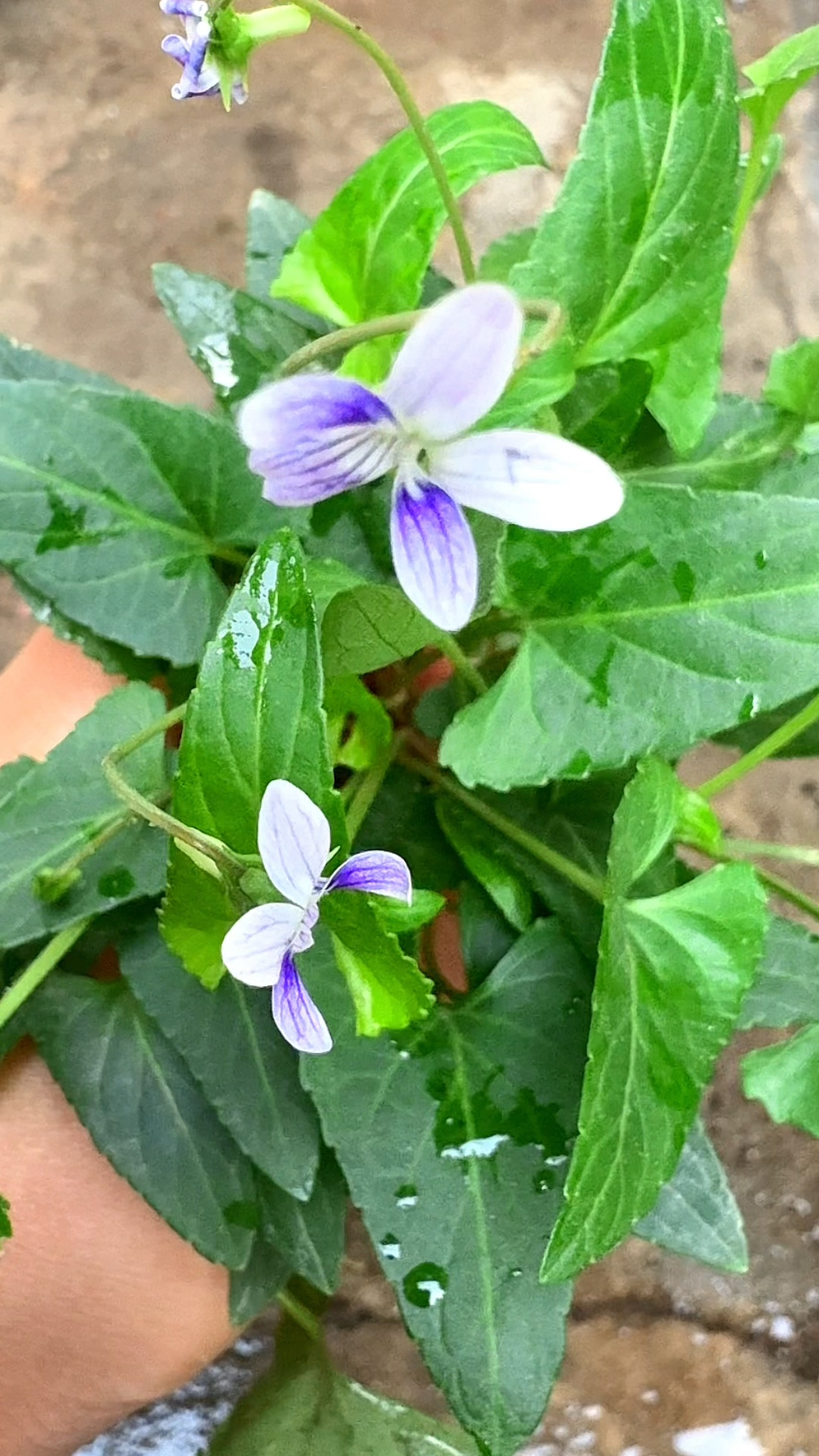 紫花地丁,也叫野堇菜,村里的老先生遇到都会挖回家