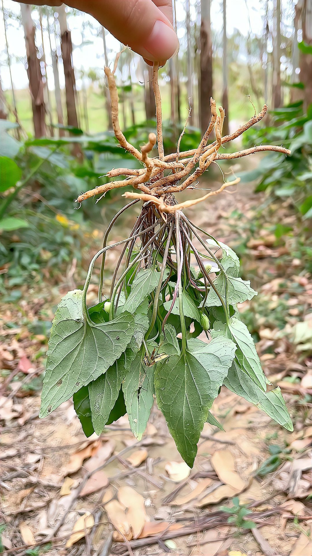 紫花地丁，也叫叶堇菜，村里老一辈的人应该对它不陌生