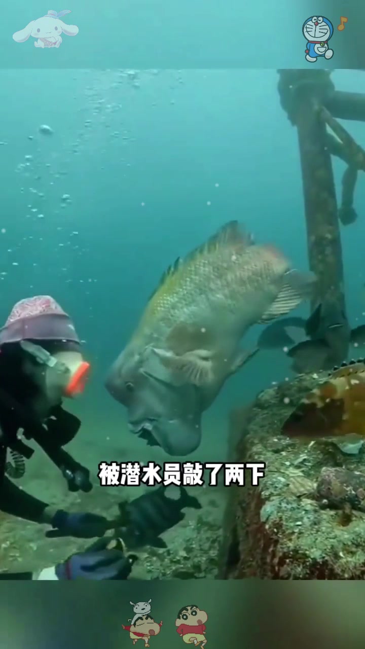  这鱼头上怎么有个包,看起来很傻的样子