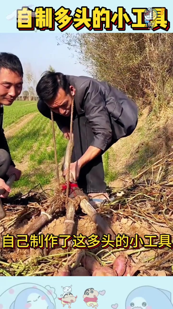  自制多头的小工具,在挖红薯的时候太方便了
