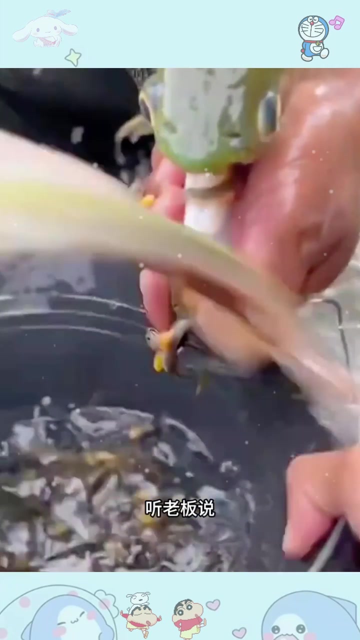  龙鱼生产鱼苗过程