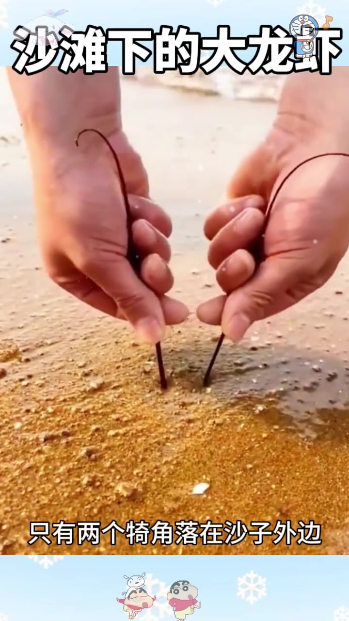  沙滩下的大龙虾,非常肥美