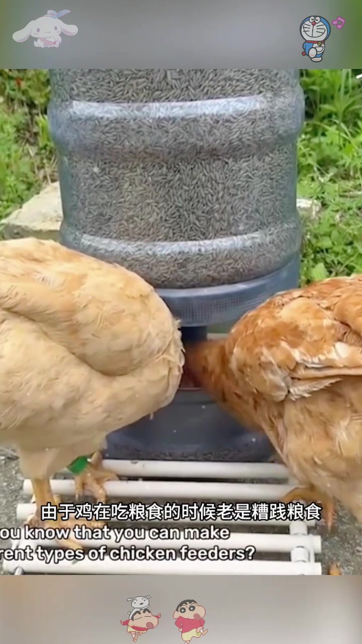  自制喂鸡神器,太实用了