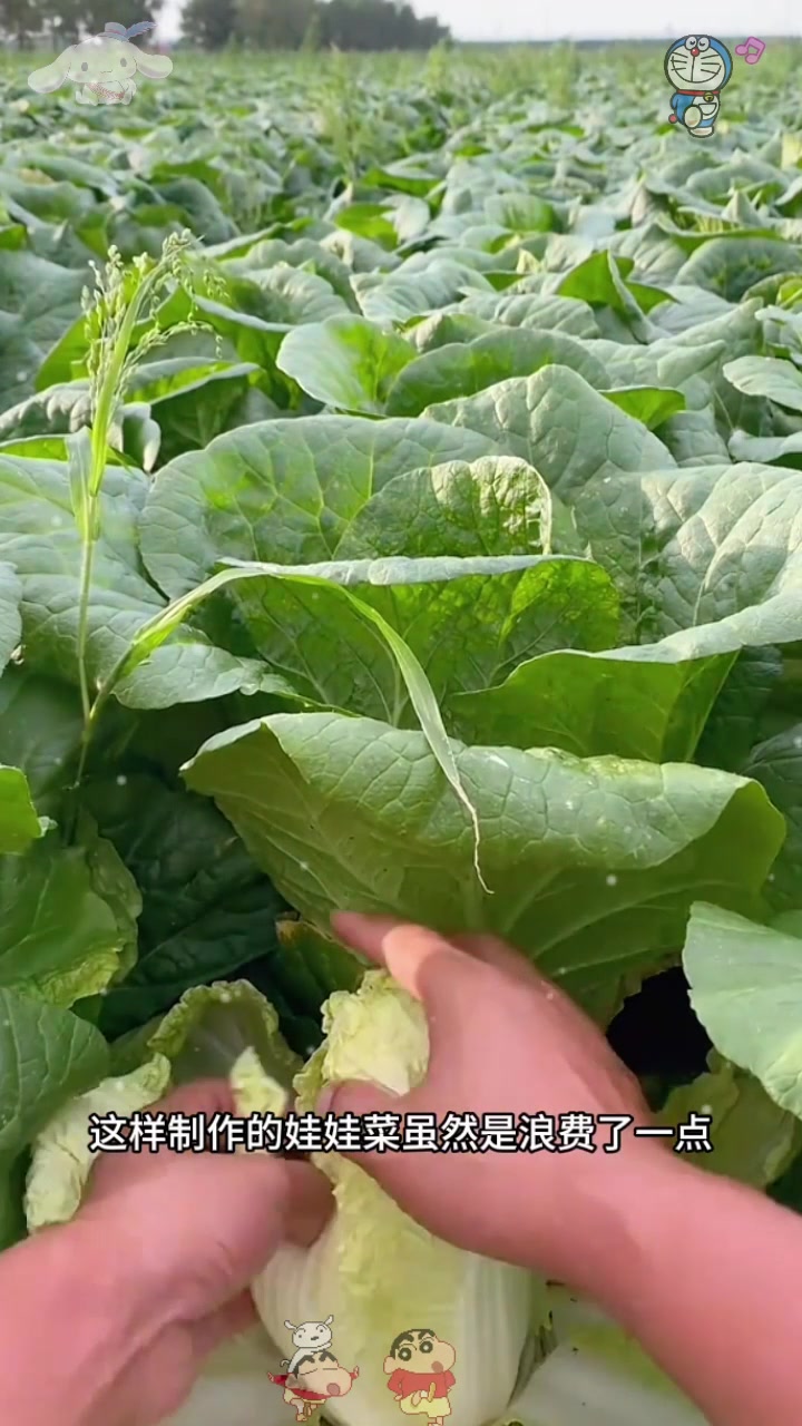  娃娃菜的真相,太浪费了