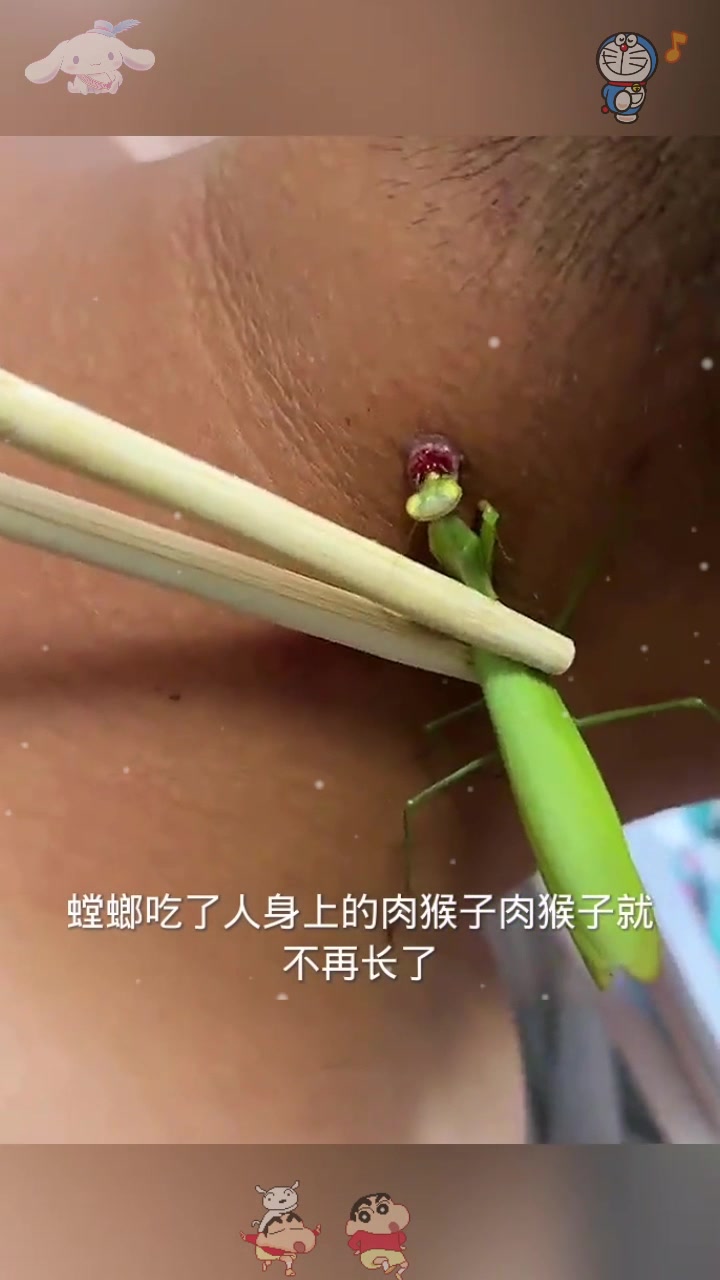  螳螂吃肉猴，不会再长！
