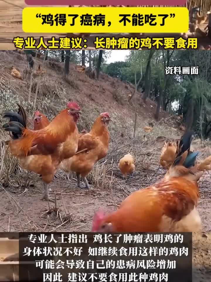 奶奶杀鸡发现体内有肿瘤,专业人士建议:长肿瘤的鸡不要食用