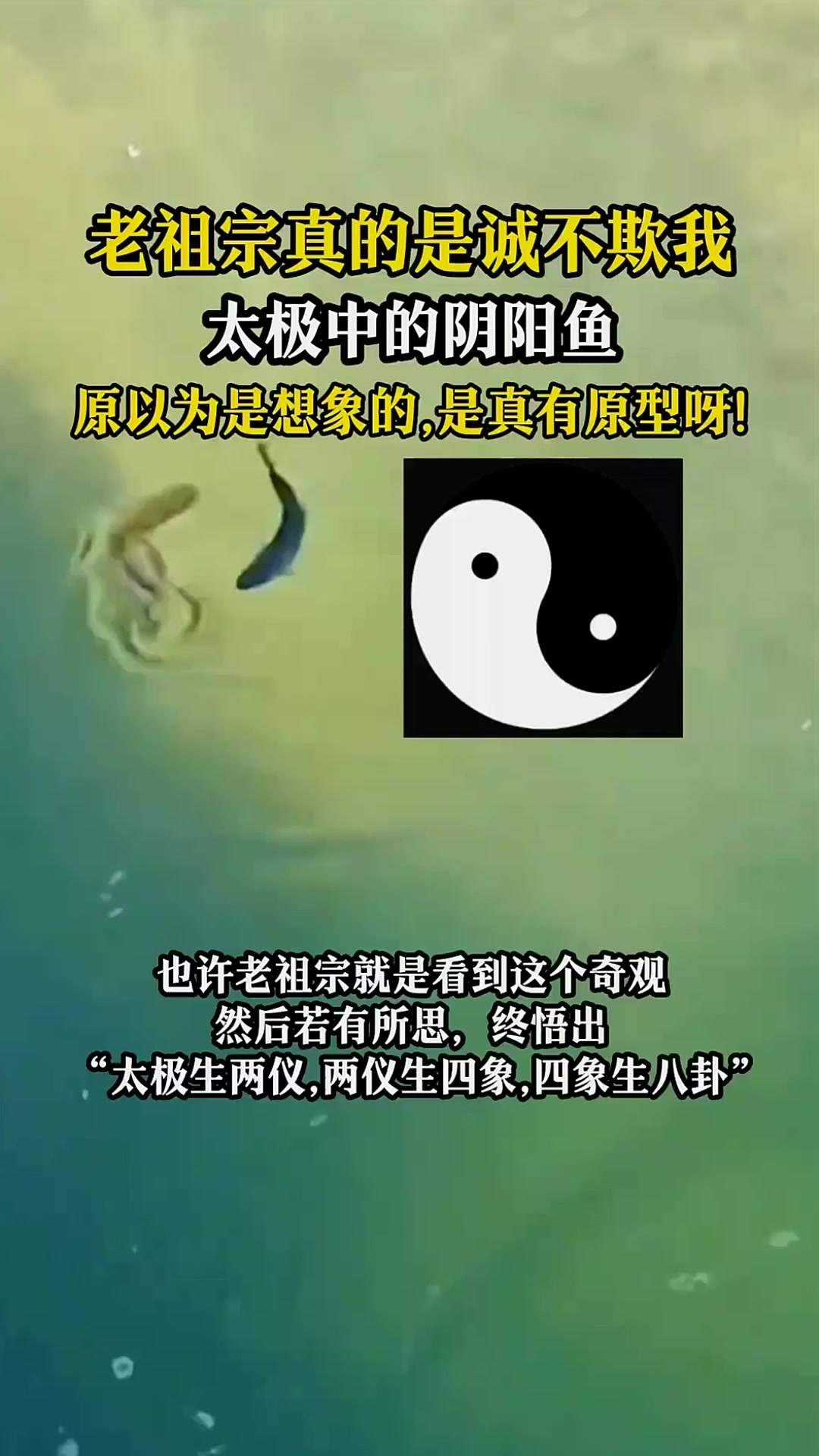 老祖宗诚不欺我！原以为太极阴阳鱼是古人想象的，原来真有原型呀