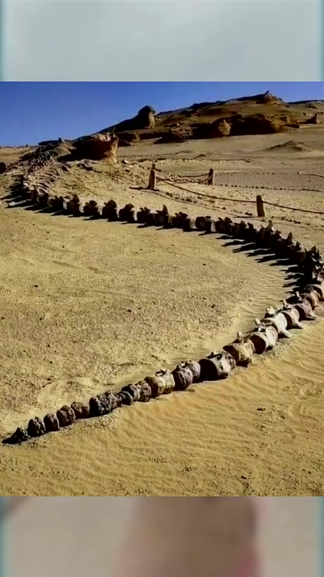 位于埃及沙漠瓦迪艾尔希坦,距今3700万年历史的鲸鱼骨骼化石