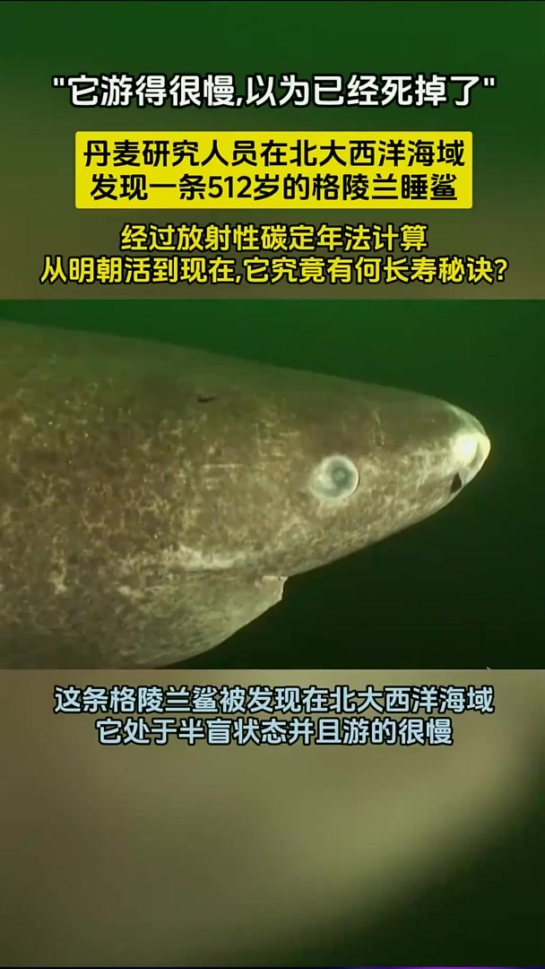 一条已经活了500多岁的鲨鱼,它究竟靠什么支撑到现在?