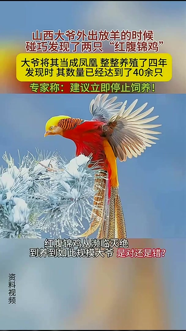 山西大爷错养红腹锦鸡,四年养成四十只,专家:立即停止养殖!