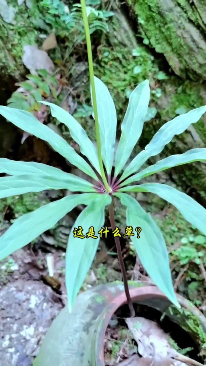 紫花醉鱼草你们哪里还有吗你还记得是什么样的吗
