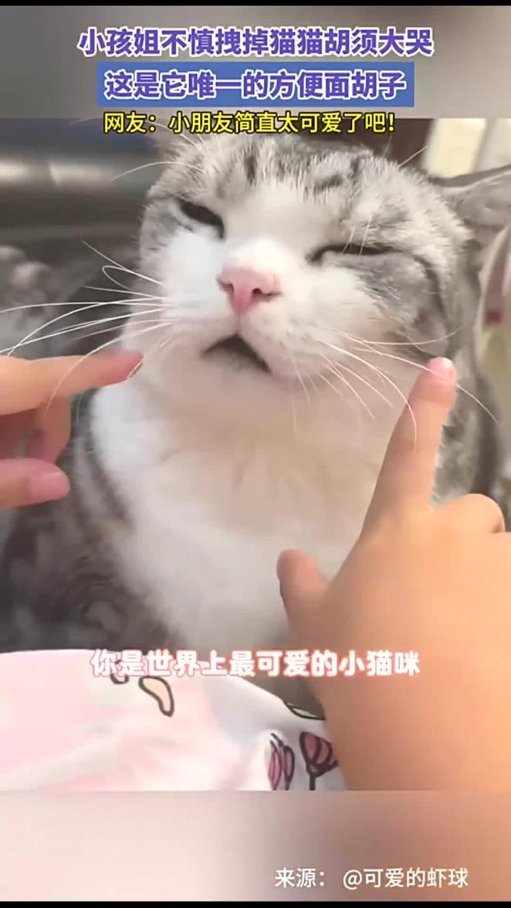 小孩姐不慎拽掉猫猫胡须大哭,这是它唯一的方便面胡子。网友:小朋友简直太可爱了吧!
