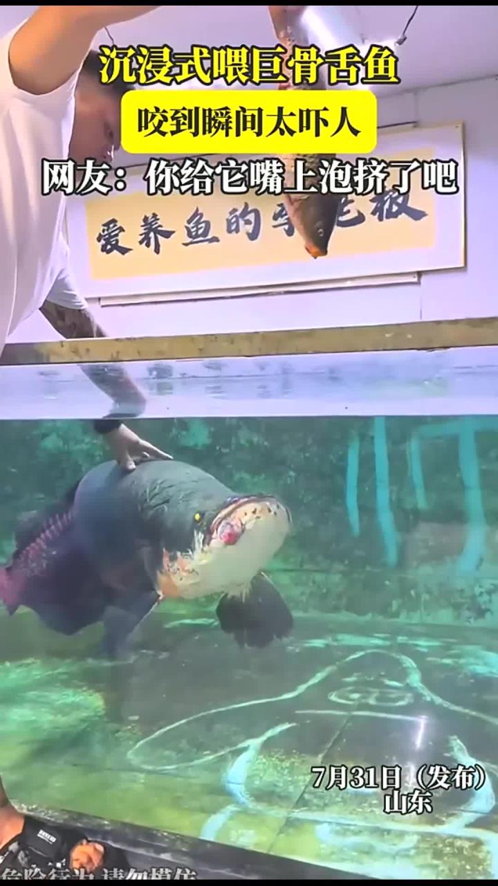 沉浸式喂巨骨舌鱼,咬到瞬间太吓人,网友:你给它嘴上泡挤了吧