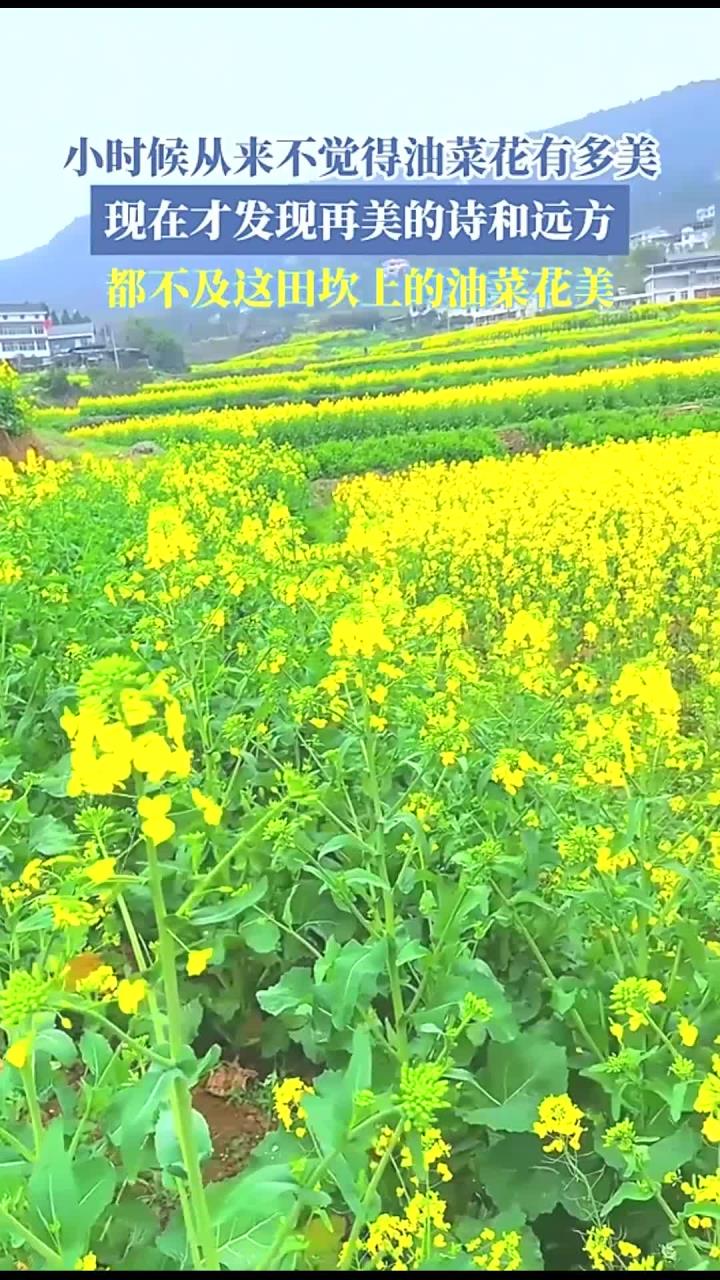 小时候从来不觉得油菜花有多美,现在才发现再美的诗和远方!
