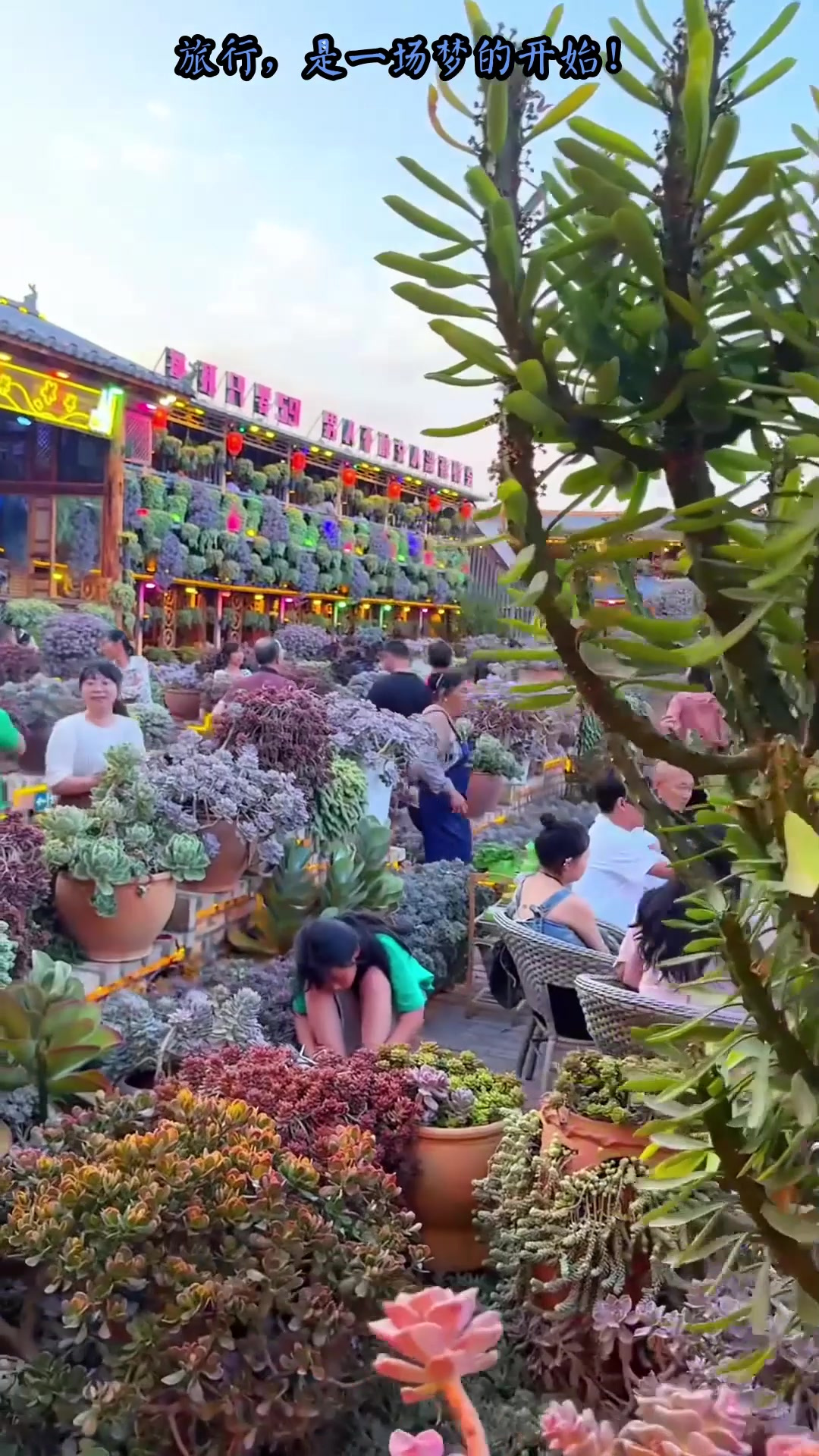 秋季旅行,藏在宜良的多肉餐厅,文案不说你一定以为是丽江吧