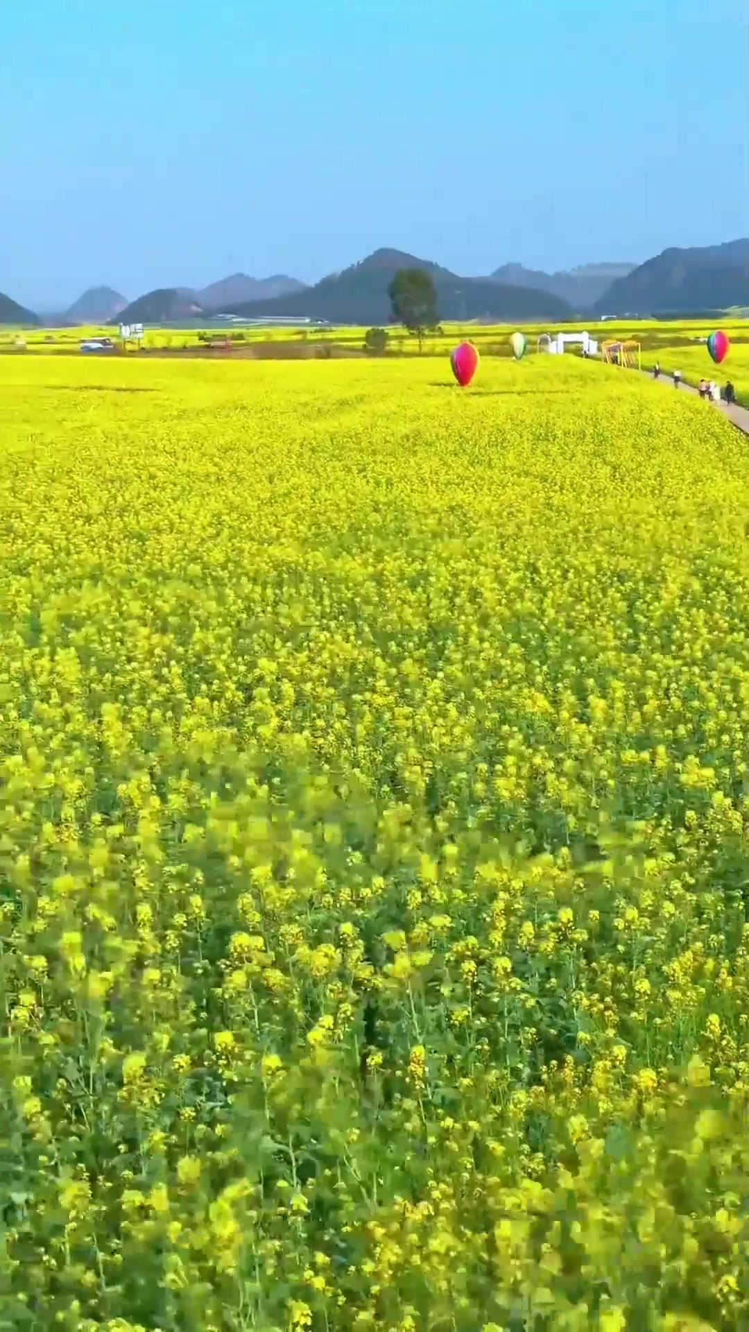 夏日旅行,罗平2025年最新油菜花最美免费拍照打卡地,拍照真