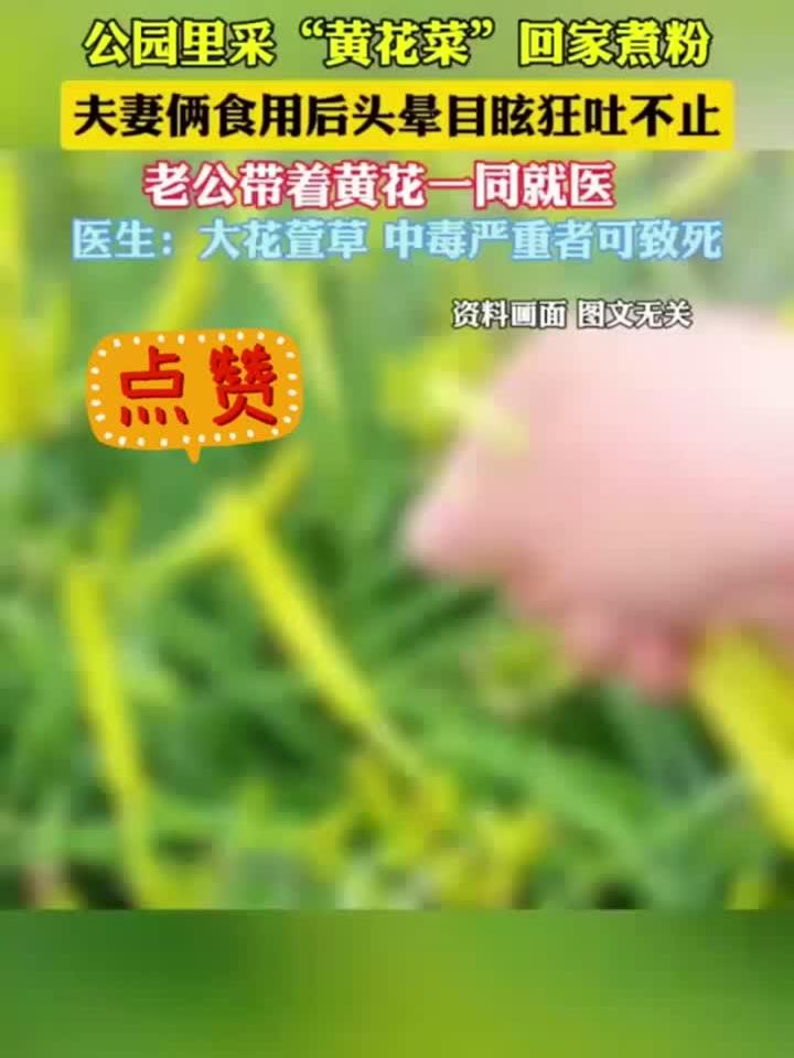 公园摘花当菜吃,夫妻双双中毒!医生紧急提醒:别碰这种黄花菜
