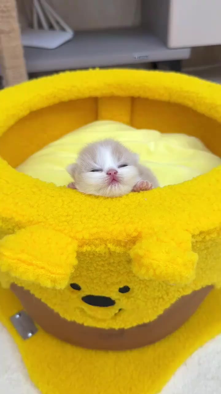 到底什么头套才适合小猫咪呢