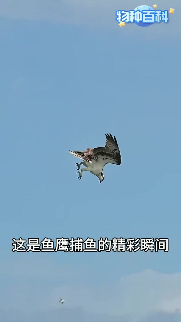 鱼鹰辛苦捕捉到大鱼，险些被鹈鹕半路抢走