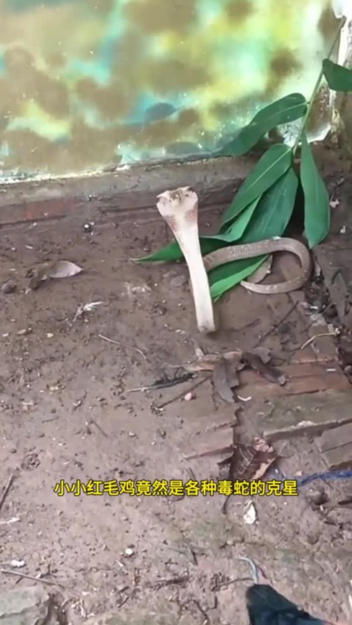 红毛鸡太生猛了