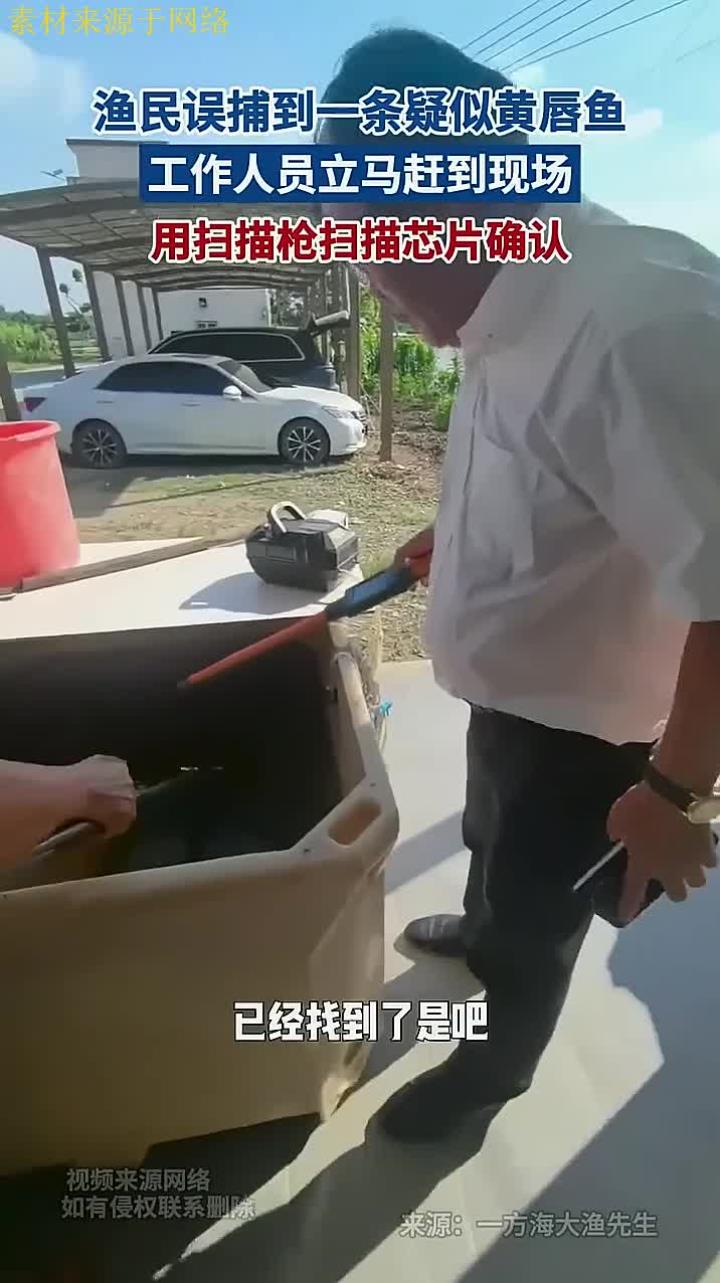 渔民误捕到一条疑似黄唇鱼,工作人员立马赶到现场,用扫描枪扫描芯片确认