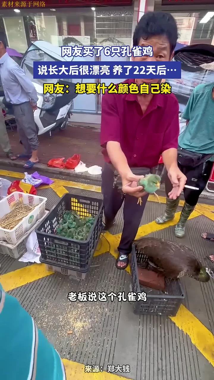 网友买了6只孔雀鸡，说长大后很漂亮 养了22天后……