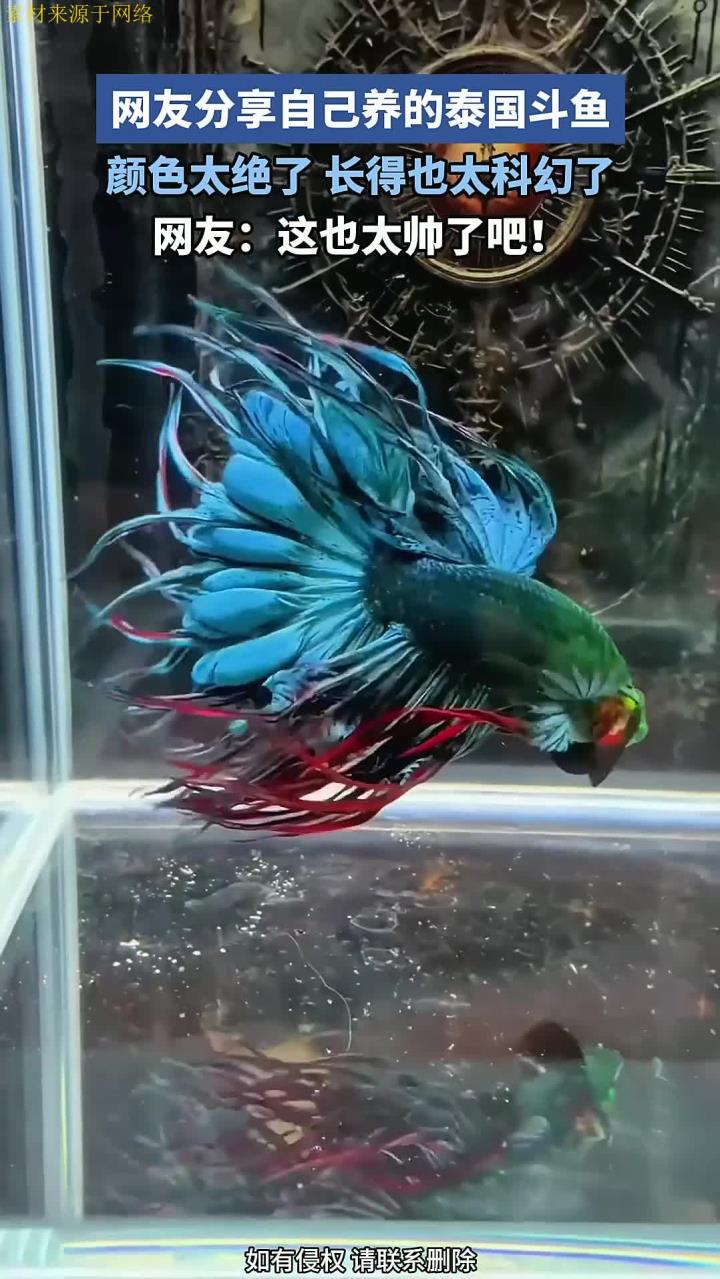 网友分享自己养的泰国斗鱼，颜色太绝了，长得也太科幻了